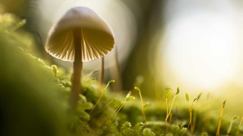 风车动漫海量片库，收录超过10000部动漫作品